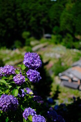 美しいアジサイ畑の写真素材 ア紫陽花 梅雨 6月 お花 美しい 服部農園 雨