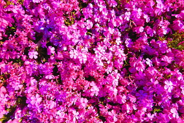 花壇いっぱいに咲くピンク色のシバサクラの風景6