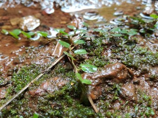 green moss on stone