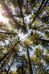 Obraz premium Zauberwald Sonne Bäume Baumkronen Forest Trees Grün Natur Sonnenstrahlen Peace