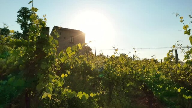 Vigneto al tramonto