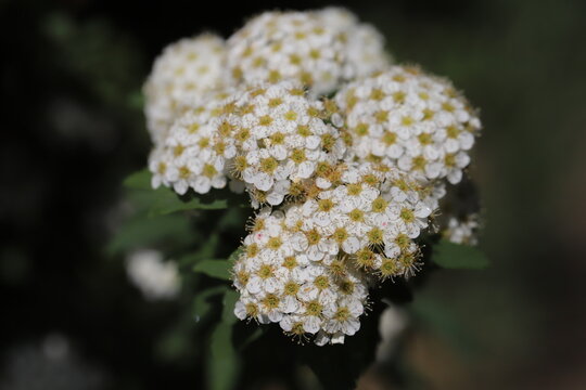 Reeves Spirea