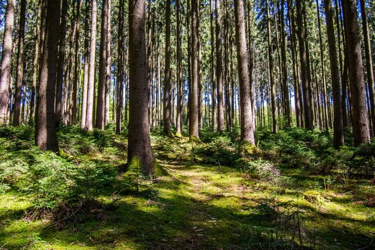 Zauberwald Sonne B&auml;ume Baumkronen Forest Trees Gr&uuml;n Natur Sonnenstrahlen Peace