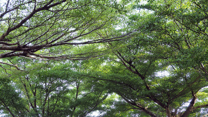 trees in the woods