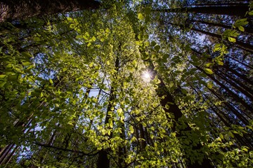 Zauberwald Sonne Bäume Baumkronen Forest Trees Grün Natur Sonnenstrahlen Peace - 437527560