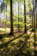 Zauberwald Sonne Bäume Baumkronen Forest Trees Grün Natur Sonnenstrahlen Peace - 437527578