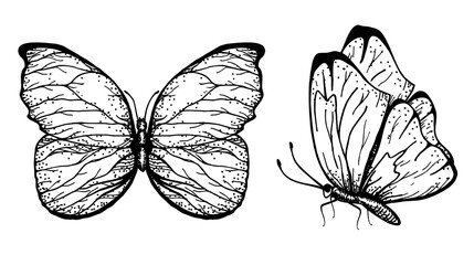 Vector hand drawn illustration of butterflies with open and folded wings. Sketch. Collection of sketches of insects for design and scrapbooking.