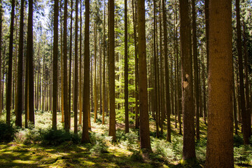 Zauberwald Sonne Bäume Baumkronen Forest Trees Grün Natur Sonnenstrahlen Peace