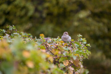 Sparrow bird sits on a branch and leaves of a bush, close-up, behind the lake on the background