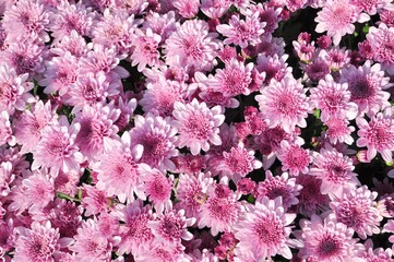 Pink chrysanthemum blooming on nature background