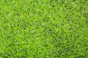duckweed texture background stock photo