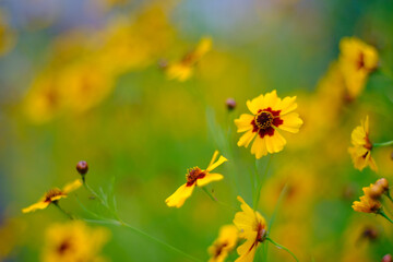 近所の公園に咲くハルシャギクの花。春から初夏にかけて河川敷や公園など身近なところで咲いている。黄色い花びらの根本部分が濃い紅色になっていて、蛇目模様が特徴的。つぶらな瞳のよう。花言葉は「一目惚れ」「いつも愉快」