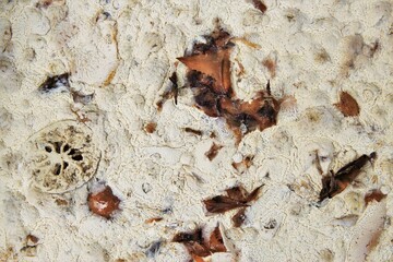 Moldy food texture background stock photo 