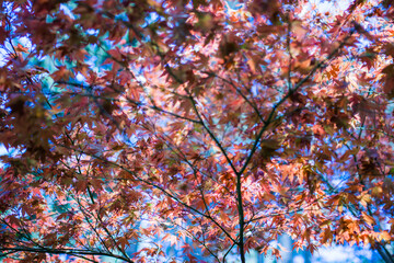 Ahorn Zier Rot Klein Blätter Baumkrone Himmel