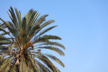 partial view of palm tree with blue sky