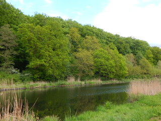 lake in the forest