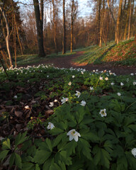 Obraz premium spring in the park