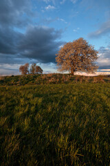 Obraz premium tree in wind with clouds