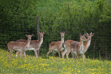 Roe deer at the edge of the forest