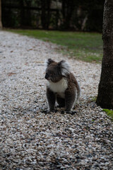 Koala Sitting Near a Tree