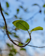 leaves in spring