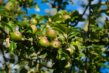 Noch Unreife grüne Äpfel an einem Zweig / Ast in einem Apfelbaum im Sommer vor einem blauen Himmel