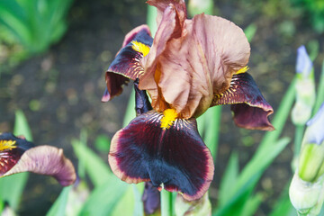Brown iris. Candid.