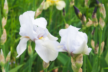 White iris.Candid.