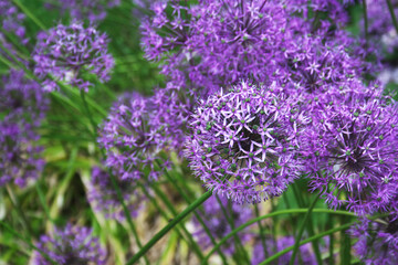 Obraz premium The decorative bow is in bloom.