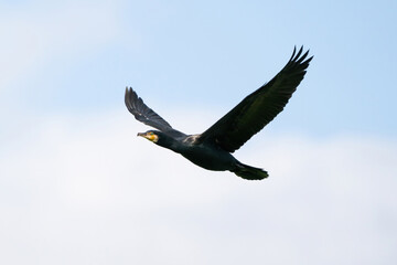 Detailed Cormorant in flight against a bright blue sky with white clouds