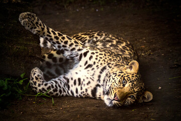 leopard laying down and looking into the camera