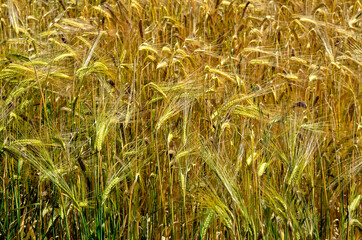 Background of barley field (Hordeum vulgare) in France