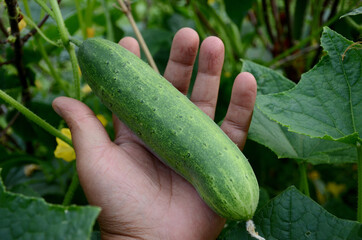 closeup green ripe cucumber hold hand growing with leaves and vine in the farm.