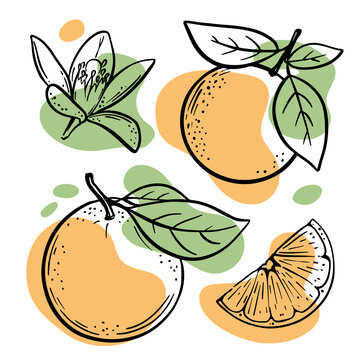 ORANGE SKETCH Juicy Delicious Tropical Fruit Citrus Flower And Slice For Design Of Organic Natural Products Shop And Dessert Drinks Vector Illustration Set
