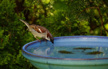 sparrow in the garden