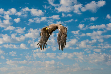 European Bald Eagle flies in front of blue cloudy sky. Flying bird of prey during a hunt. Outstretched wings in search of prey
