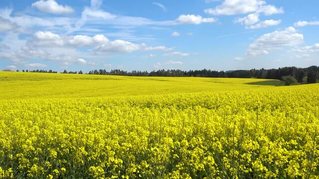 Gelb bl&uuml;hendes, leicht h&uuml;geliges Rapsfeld im Fr&uuml;hling vor einem entfernten Wald 
