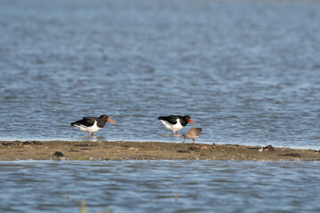 Two oystercatchers and a little redshank on a sandbank in the water