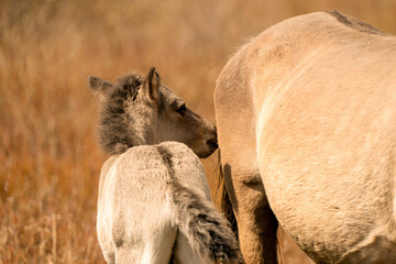 Mare and foal konik horses head in a nature reserve, they graze in the golden reeds © Dasya - Dasya