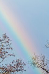 Low Angle View Of Rainbow Over Trees