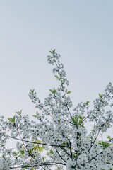White cherry blossom in spring time against blue sky. Nature background