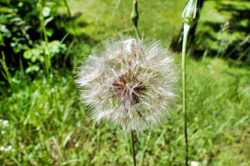 Close up view of the globular seed head of a Tragopogon pratensis
