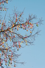 Easter eggs hang on a tree in the garden
