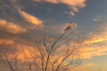 Close-up of a Kestrel bird of prey sits in the top of a tree. Against a dramatically golden and...