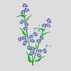 Forget-me-not flower bouquet.