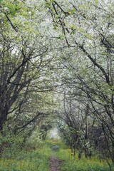 alley of flowering trees in the park in spring