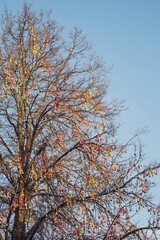 Easter eggs hang on a tree in the garden	