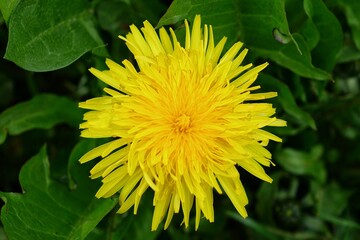 Yellow dandelion flower on a green meadow, background