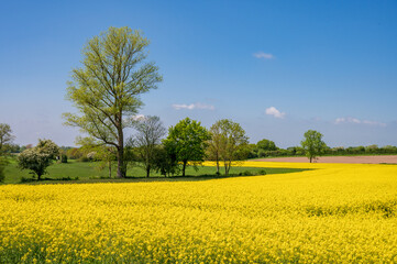 Kiel, Mai/Juni Gelbe Rapsfelder in voller Blüte, in Schleswig-Holstein im Mai/Juni prägen sie die...