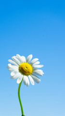 One beautiful chamomile against the blue sky
